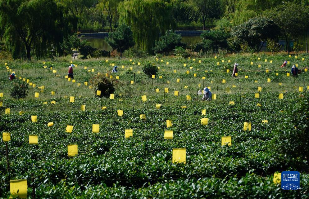 澳门在线轮盘